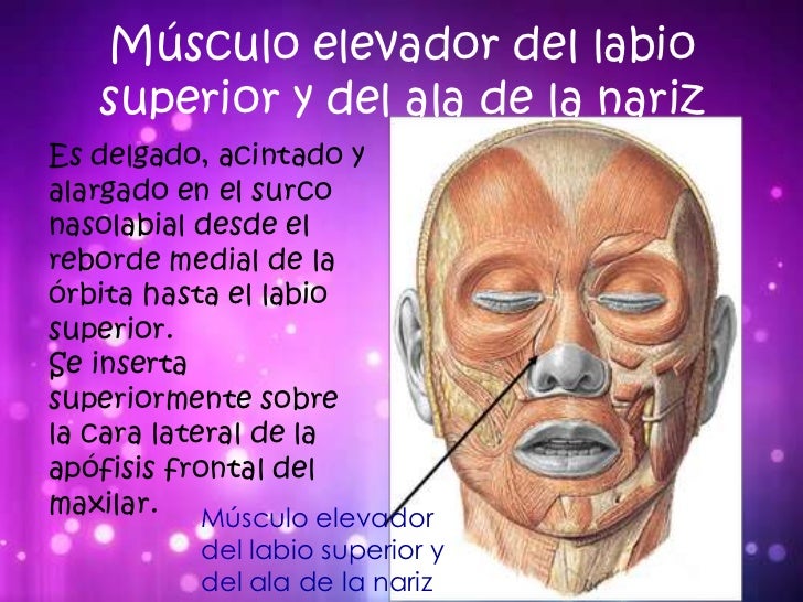 Músculos de la cara
