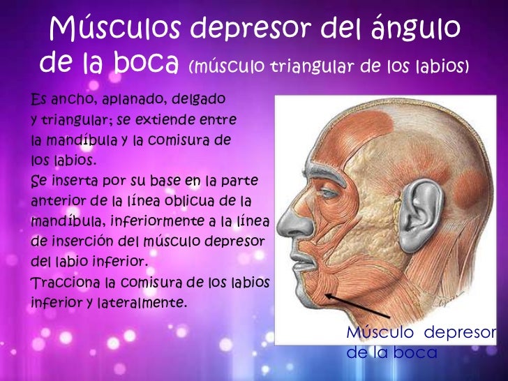 Músculos de la cara Músculos de la cara