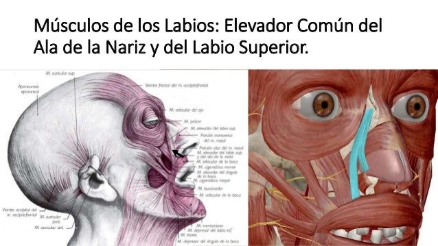 Músculos de la expresión facial