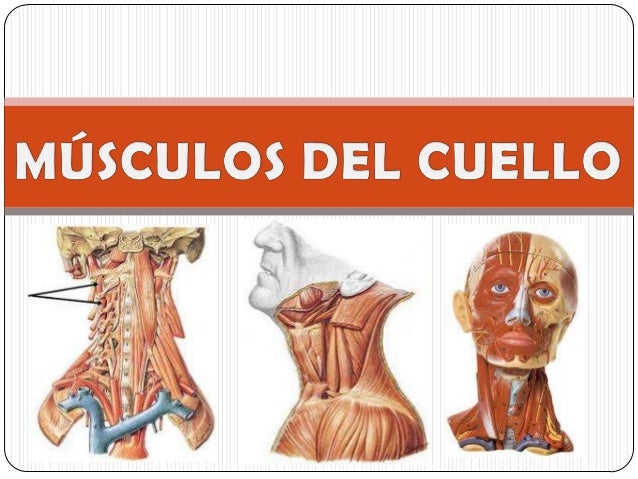 Duele la parte occipital de la cabeza y el cuello que hacer