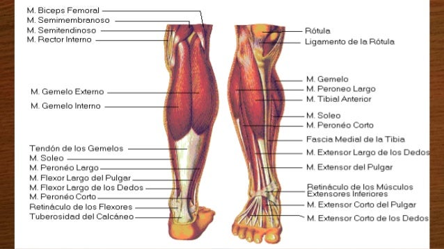 Músculos del miembro inferior