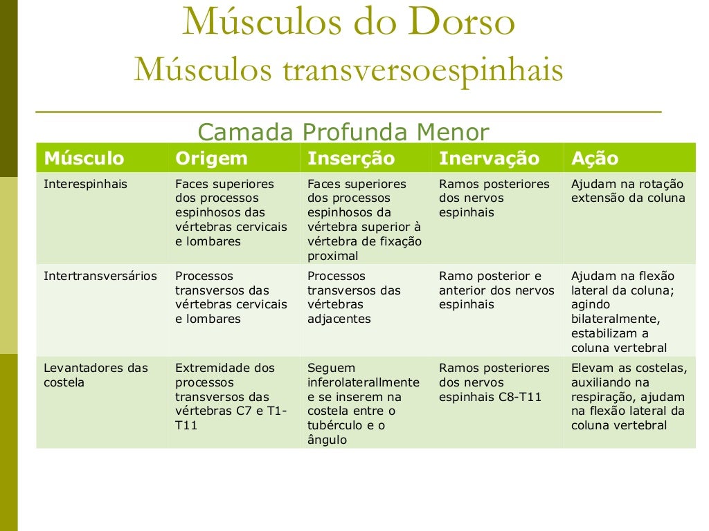 Músculos Esplênios e Transversocostais 