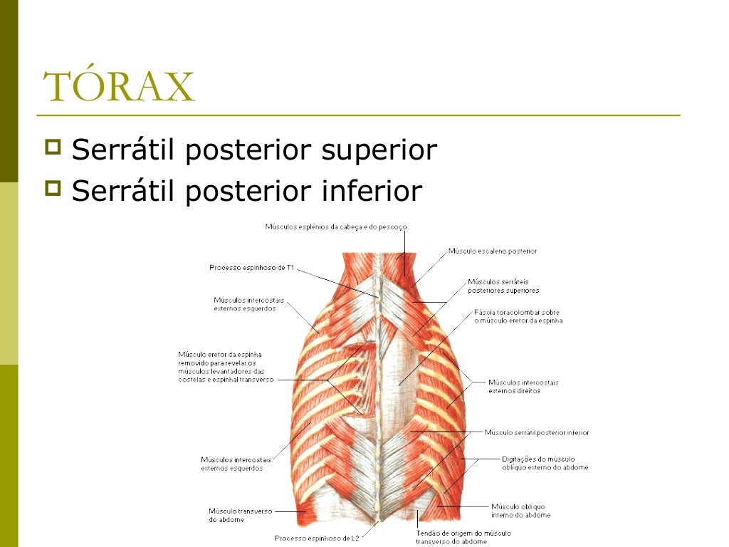 Região abdominalFace posterior 