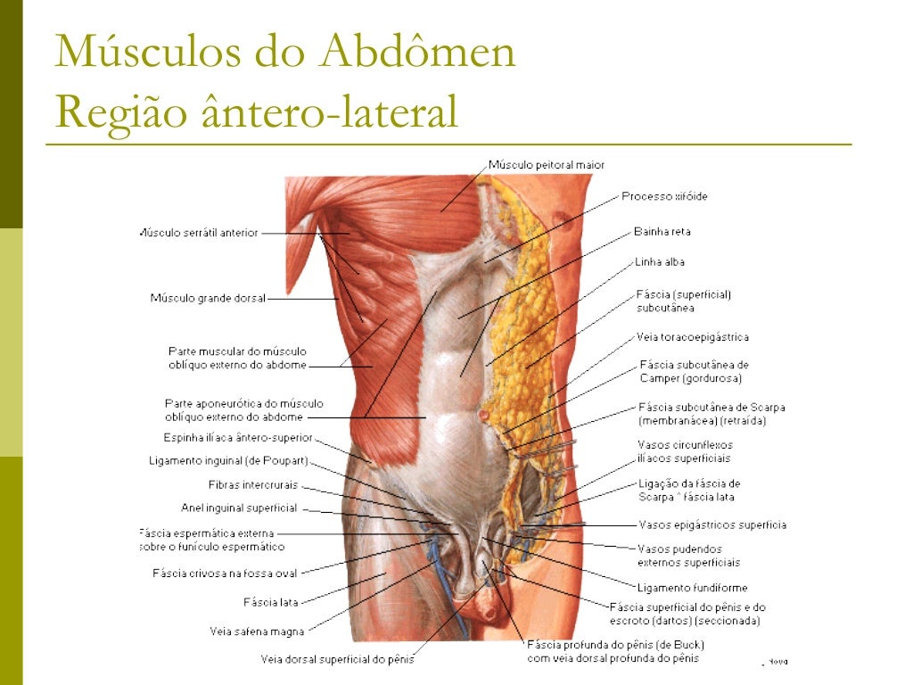 Músculos que ligam o Membro superiorà Coluna Vertebral Trapézio Grande dorsal Rombóide maior Rombóide menor Levantado...