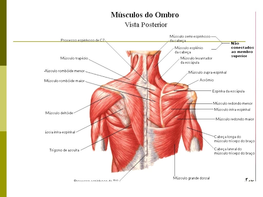 Músculos Toracoapendiculares                  AnterioresMúsculo             Origem                Inserção             Ine...