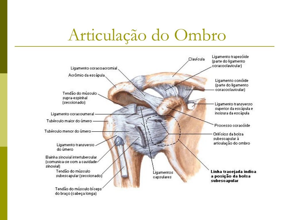 Músculos do BraçoMúsculos           Origem                  Inserção               Inervação          AçãoBíceps braquial ...