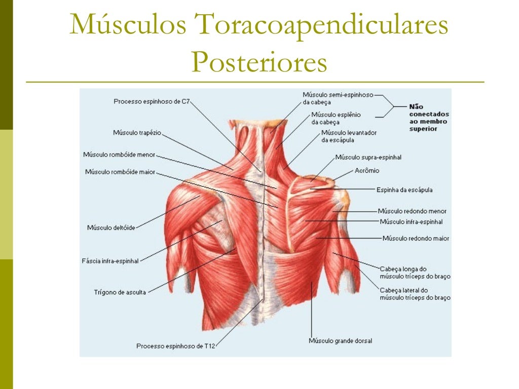 Músculos do Antebraço Músculos Antebraquiais palmares  superficiais Músculos Antebraquiais palmares  profundos Músculos...