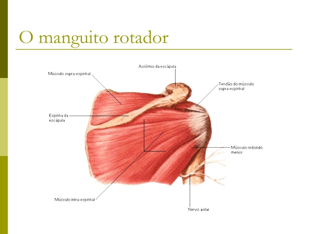 Músculos do Antebraço                   - Compartimento Anterior -Músculo              Origem              Inserção       ...