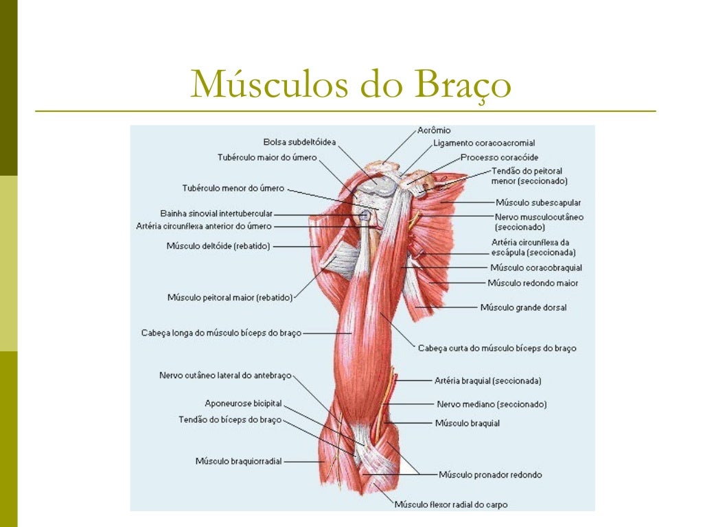 Músculos do Antebraço             - Compartimento Anterior -Músculo           Origem               Inserção             In...