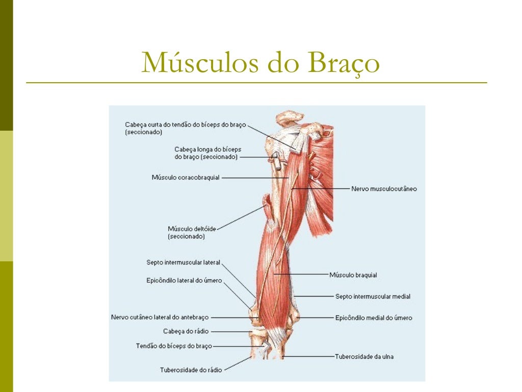 Músculos do antebraço   Músculos antebraquiais dorsais       Grupo superficial            Extensor radial longo do carp...