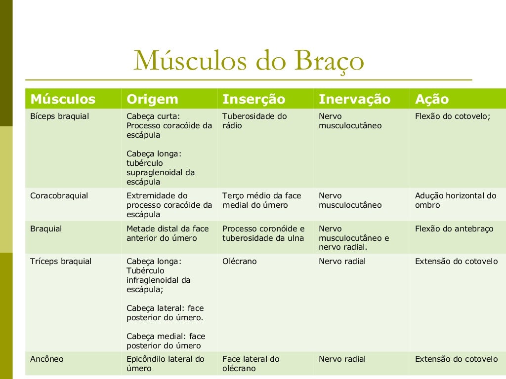 Músculos do BraçoMúsculos           Origem                  Inserção               Inervação          AçãoBíceps braquial ...