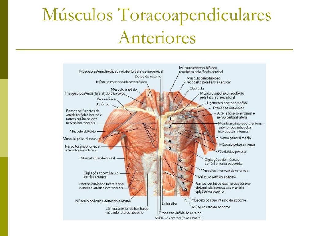 Músculos Toracoapendiculares         Anteriores 