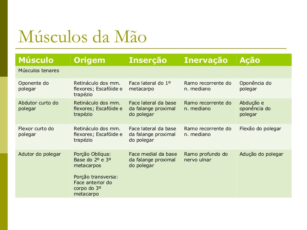 EDUCAÇÃO FÍSICA CONCEITOS: MÚSCULOS DA MÃO ORIGEM EDUCAÇÃO FÍSICA CONCEITOS: MÚSCULOS DA MÃO ORIGEM