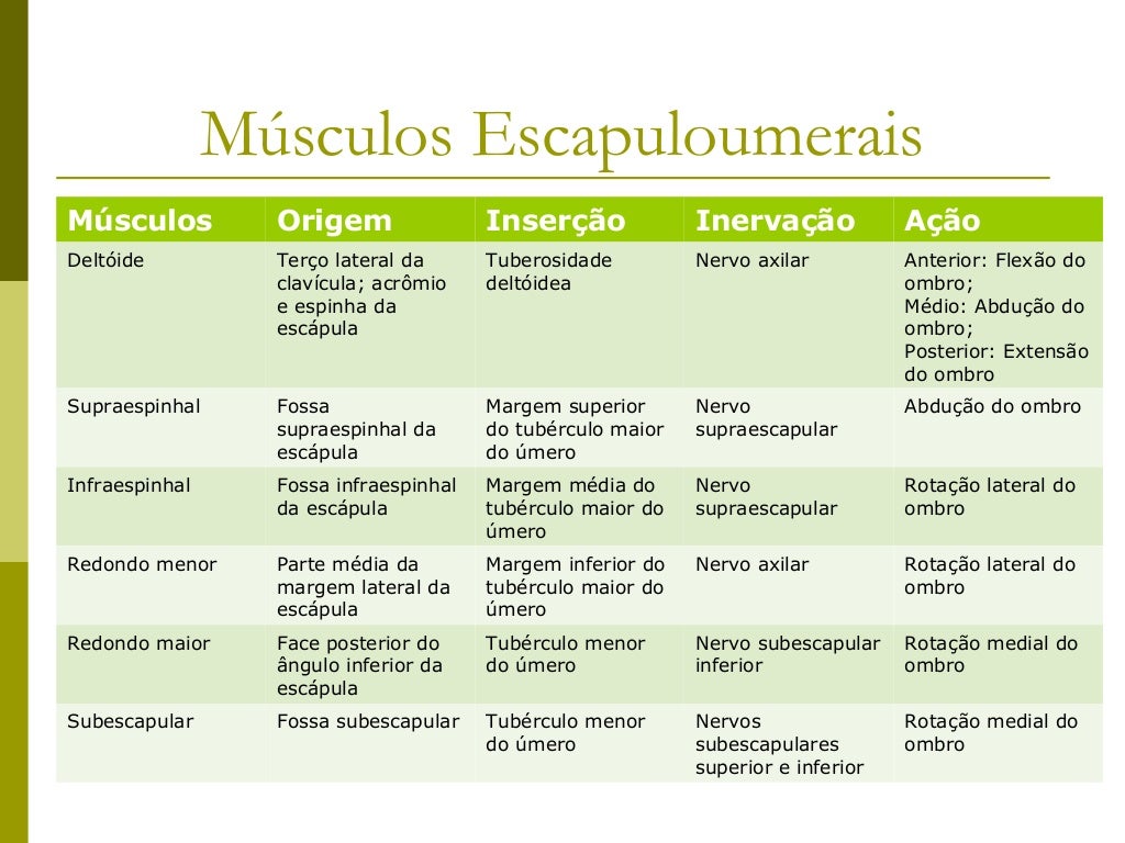 Músculos EscapuloumeraisMúsculos          Origem                Inserção             Inervação             AçãoDeltóide   ...