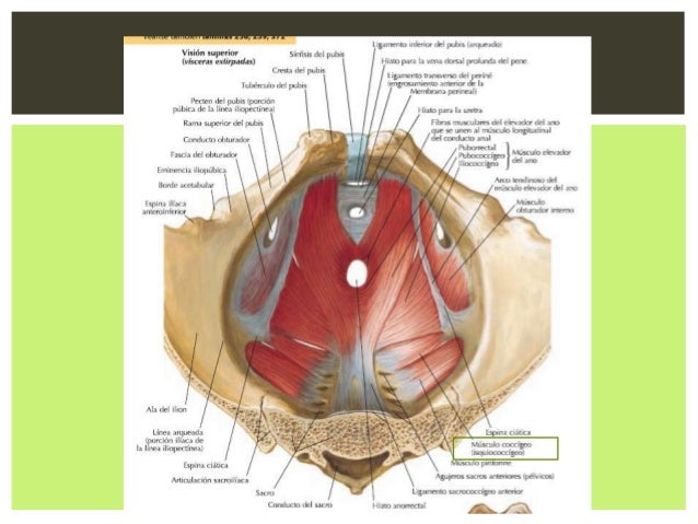Ubicacion Del Perineo En El Hombre es.slideshare.net