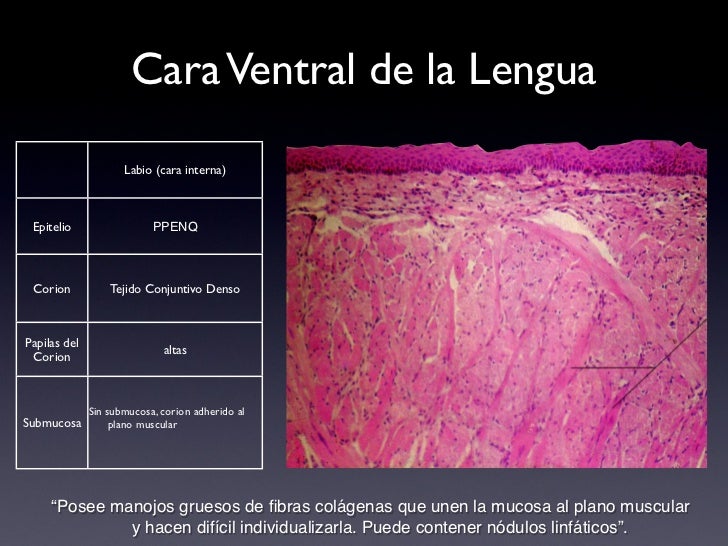 Mucosa oral