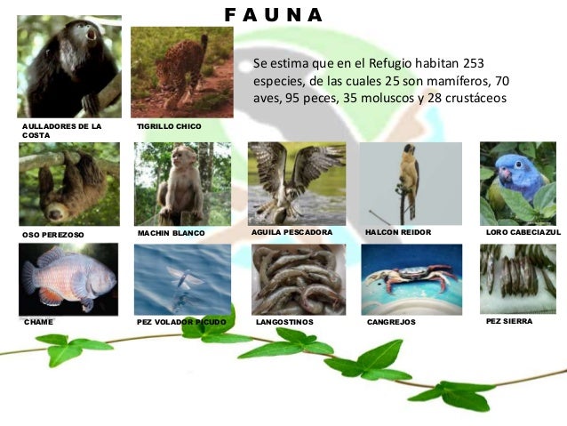 Refugio de la vida silvestre Manglares Estuario del rió Muisne