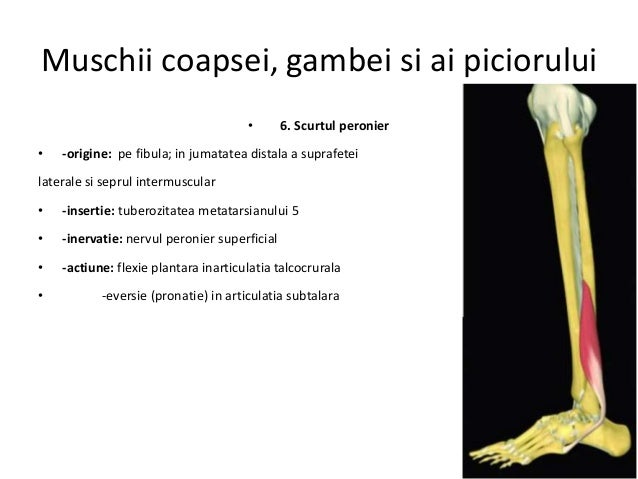 Muschii.