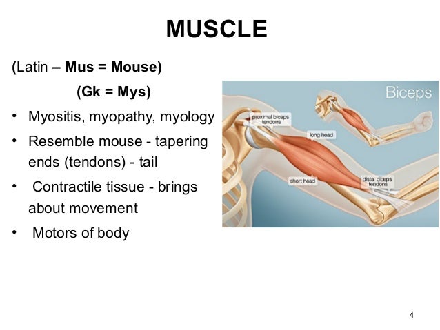 Muscle
