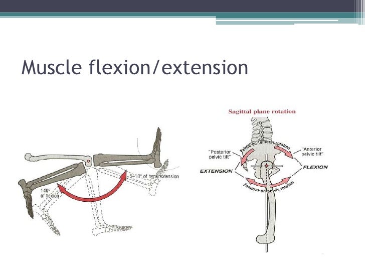 A STEM Module for Bioengineering Topics Muscle and Movement Part I