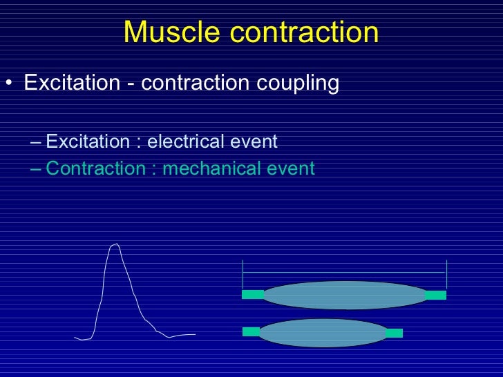 Muscle contraction