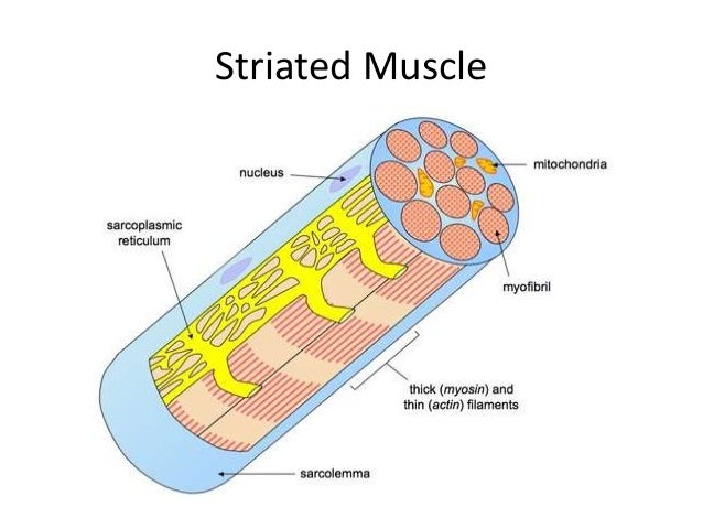Diagram Of Muscle Cells 27