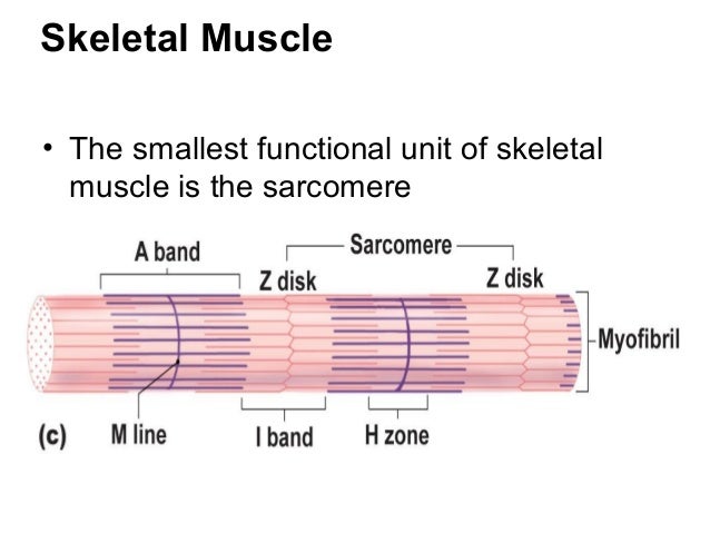 Muscle physiology