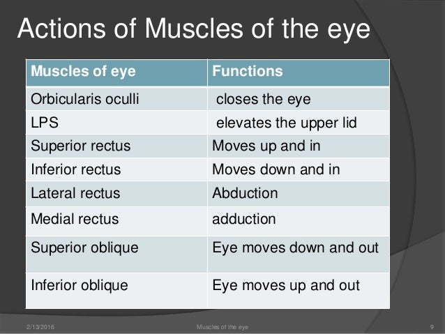 Muscles Of The Eye Muscles Of The Eye