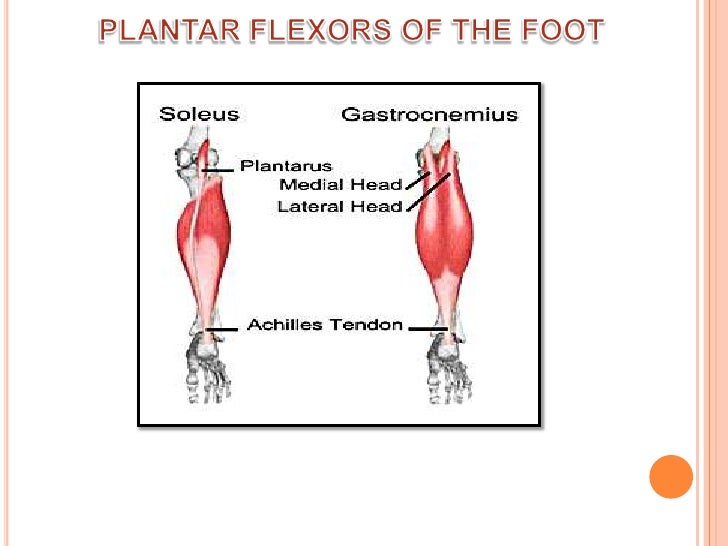 Muscles moving lower extremity.anat