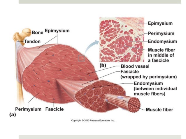 29 when a skeletal muscle fatigues what happens to the contractile force over time Answer to fatigue in isolated skeletal muscle1 when a skeletal muscle fatigues, what happens to the contractile what happens to the contractile force over time 2. 29 when a skeletal muscle fatigues what happens to the contractile force over time Answer to fatigue in isolated skeletal muscle1 when a skeletal muscle fatigues, what happens to the contractile what happens to the contractile force over time 2.