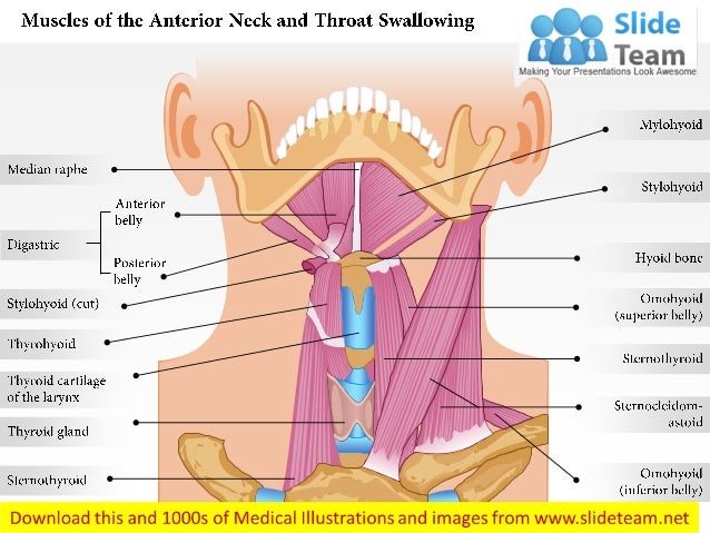 Diagram Of Neck And Throat 16