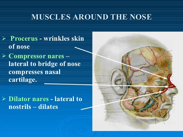 Muscles Of Facial Expression