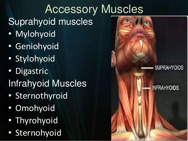 Muscles of mastication