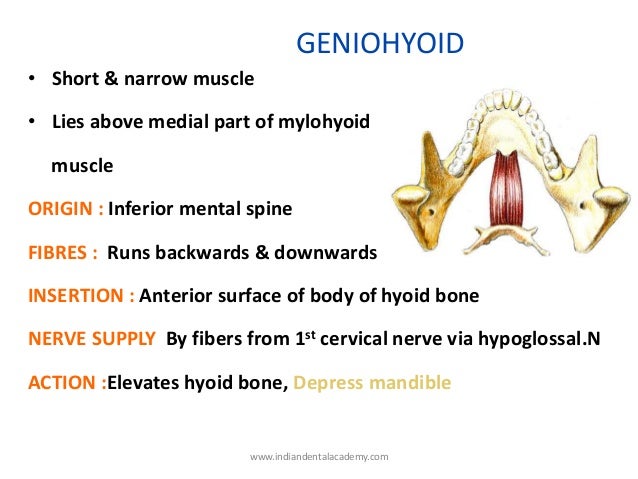 molar teeth
