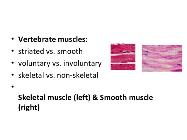 Muscle tissue 1 2 (comparative vertebrate anatomy)