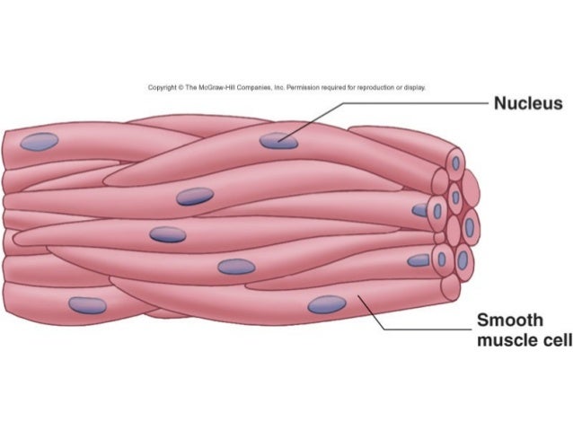 Muscle tissue 1 2 (comparative vertebrate anatomy)