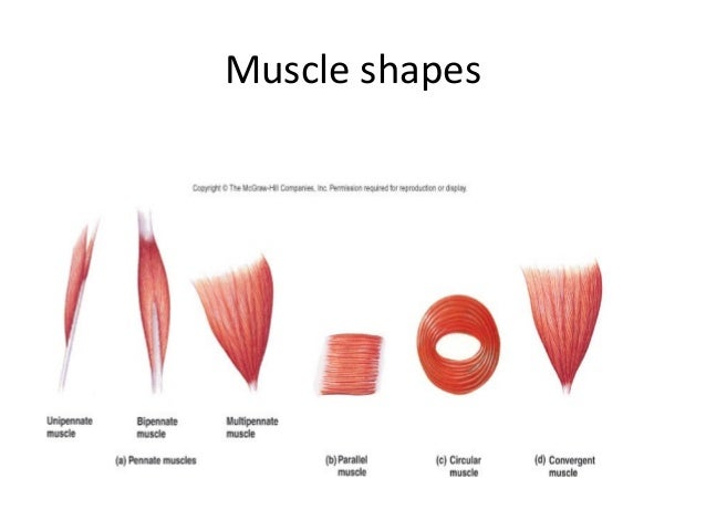 Muscle tissue 1 2 (comparative vertebrate anatomy)