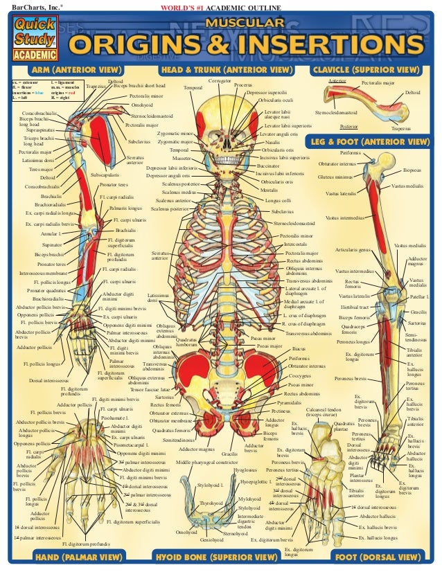 origins insertions and actions of muscles