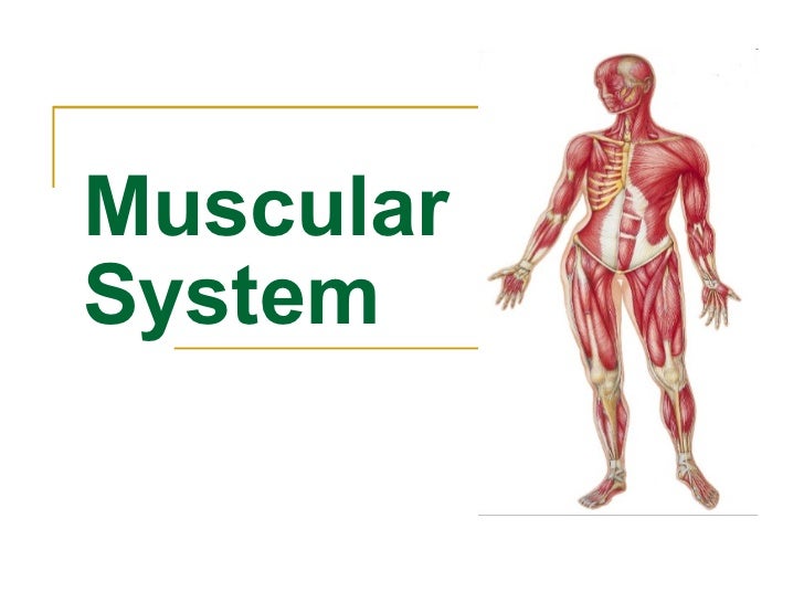 Muscular system