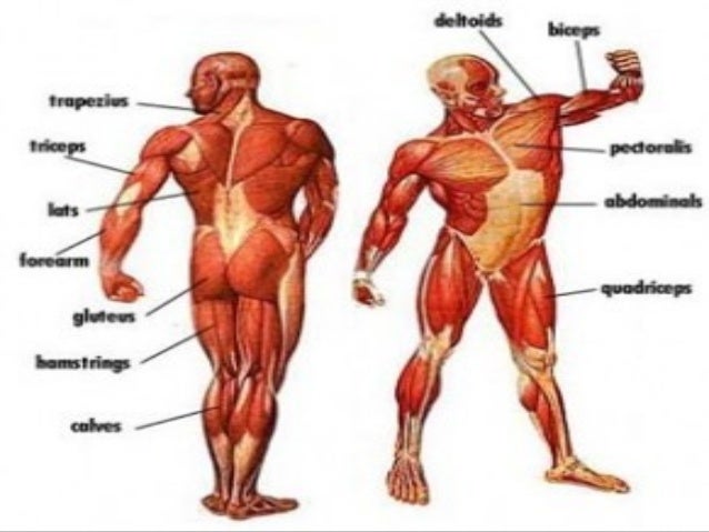 Muscular System Muscles Parts And Functions 32