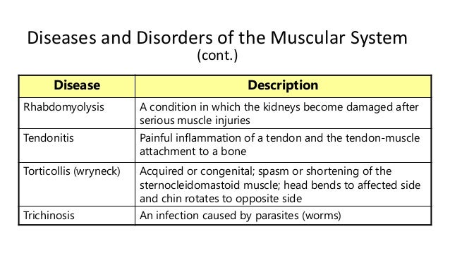 Muscular system