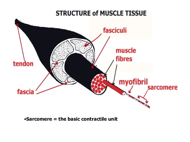 Muscular system