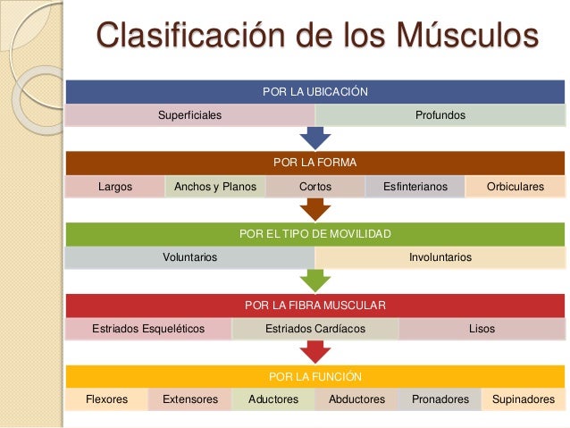 Clasificacion De Los Musculos Segun Su Direccion es.slideshare.net