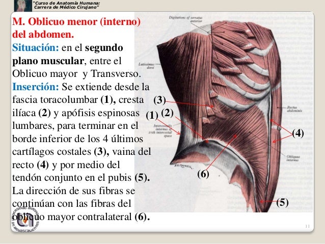 Musculos abdomen