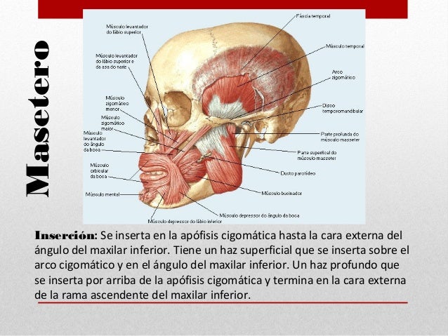 Pacotes de cara de lama pretos