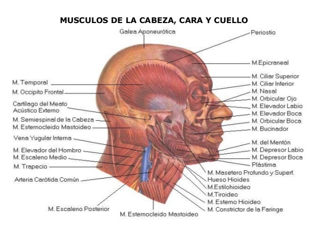 El dolor en los riñones a la posición horizontal