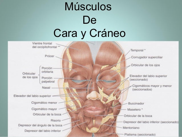 MUSCULO DE LA CARA musculo de la cara: