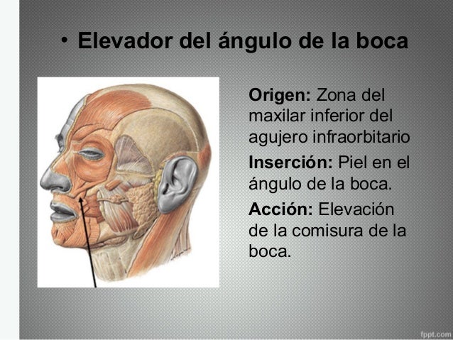 Músculos de la expresión facial