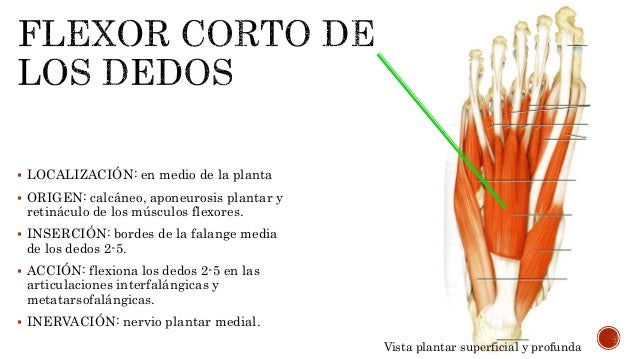 Músculos de la mano y el pie.