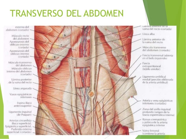 Musculos de la pared anterolateral del abdomen